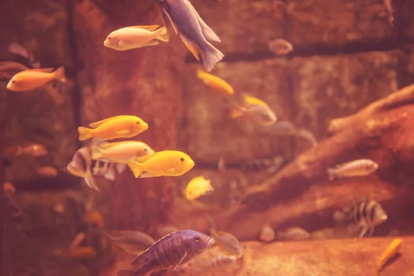 Großes Tropisches Süßwasseraquarium Mit Bunten Fischen Und Pflanzen — Stockfoto