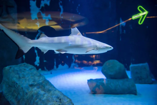 Žralok Černoploutvý Koupání Velké Tropické Akvárium — Stock fotografie