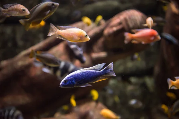 Büyük Tropikal Tatlı Akvaryumu Ile Renkli Balıklar Tesisleri — Stok fotoğraf