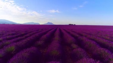 Lavanta çiçeği alan Fransa Provence havadan görünümü