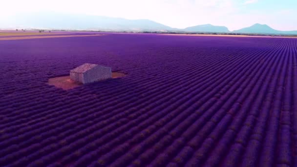 Letecký Pohled Květinové Pole Francii Provence Levandule — Stock video