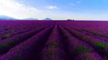 Lavanta çiçeği alan Fransa Provence havadan görünümü