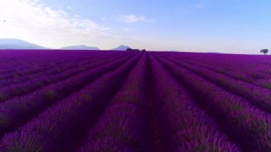 Lavanta çiçeği alan Fransa Provence havadan görünümü