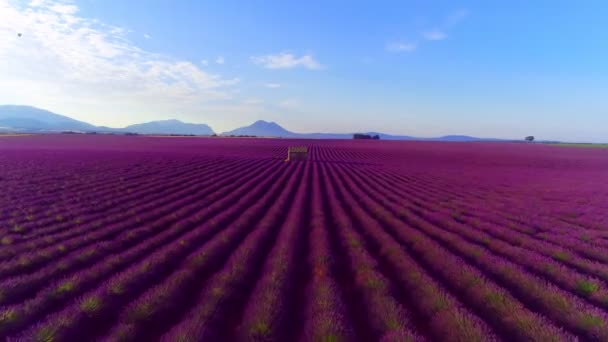 Воздушный Вид Цветочное Поле Лаванды Франции — стоковое видео