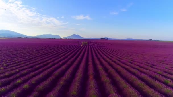 Luchtfoto Van Lavendel Bloem Veld Frankrijk Provence — Stockvideo