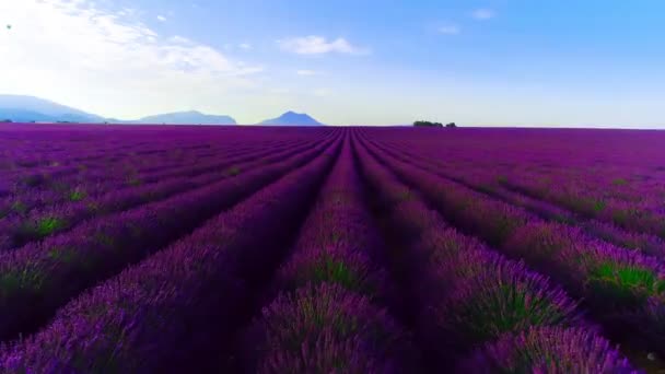 Letecký Pohled Květinové Pole Francii Provence Levandule — Stock video