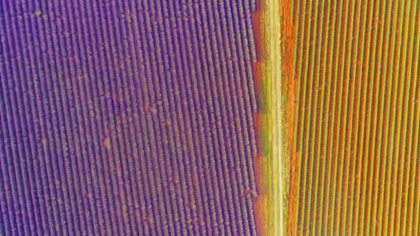 Vista Aérea Del Campo Flores Lavanda Francia Provence — Vídeos de Stock