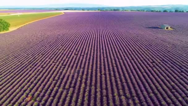 Luftaufnahme Von Lavendelblütenfeld Frankreich Provence — Stockvideo