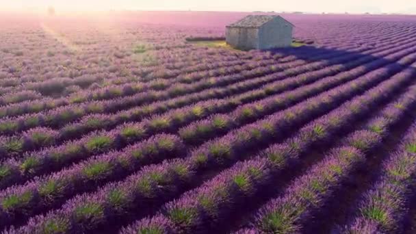 Flygfoto Över Blomma Lavendelfält Provence Frankrike — Stockvideo