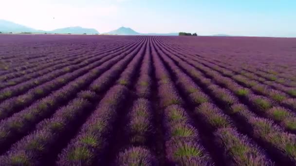 Lavanta Çiçeği Alan Fransa Provence Havadan Görünümü — Stok video