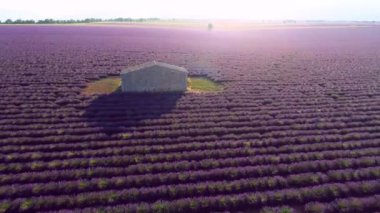 Lavanta çiçeği alan Fransa Provence havadan görünümü