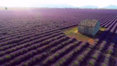 Lavanta çiçeği alan Fransa Provence havadan görünümü