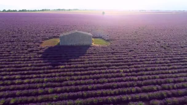 Flygfoto Över Blomma Lavendelfält Provence Frankrike — Stockvideo