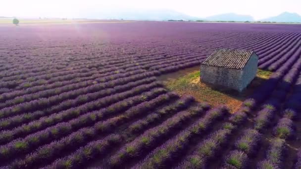 Letecký Pohled Květinové Pole Francii Provence Levandule — Stock video