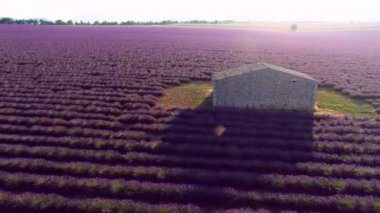 Lavanta çiçeği alan Fransa Provence havadan görünümü