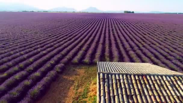 Luchtfoto Van Lavendel Bloem Veld Frankrijk Provence — Stockvideo