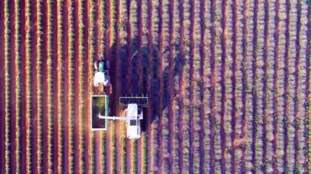 Luftaufnahme Von Lavendelblütenfeld Frankreich Provence — Stockvideo