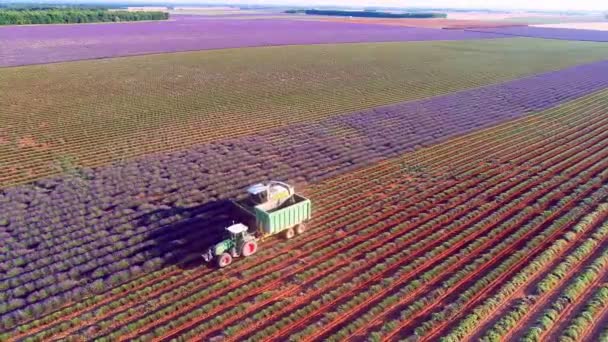 Luchtfoto Van Lavendel Bloem Veld Frankrijk Provence — Stockvideo