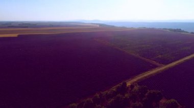 Lavanta çiçeği alan Fransa Provence havadan görünümü