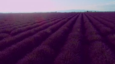 Lavanta çiçeği alan Fransa Provence havadan görünümü