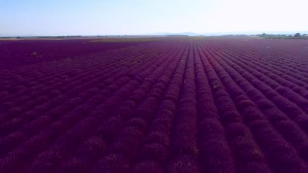 Aerial View Lavender Flower Field France Provence — Stock Video