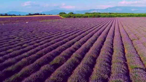 Luftaufnahme Von Lavendelblütenfeld Frankreich Provence — Stockvideo