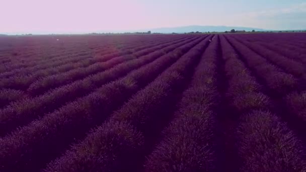 Vista Aérea Del Campo Flores Lavanda Francia Provence — Vídeos de Stock