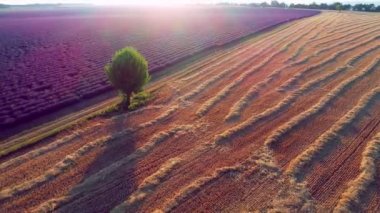 Lavanta çiçeği alan Fransa Provence havadan görünümü