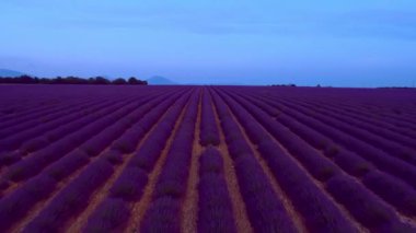 Lavanta çiçeği alan Fransa Provence havadan görünümü