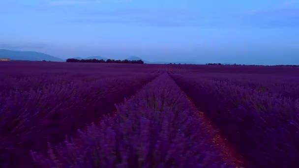 Lavanta Çiçeği Alan Fransa Provence Havadan Görünümü — Stok video