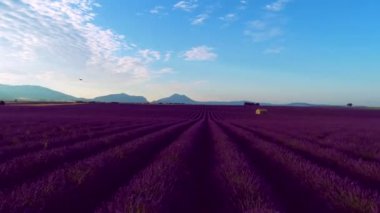 Lavanta çiçeği alan Fransa Provence havadan görünümü