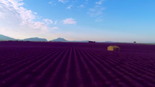 Luchtfoto Van Lavendel Bloem Veld Frankrijk Provence — Stockvideo