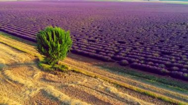 Lavanta çiçeği alan Fransa Provence havadan görünümü