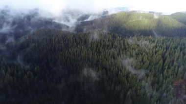 bulutlar ve yağmur ile orman manzara günbatımı üzerinde hava sinek