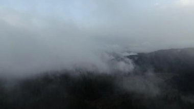 bulutlar ve yağmur ile orman manzara günbatımı üzerinde hava sinek