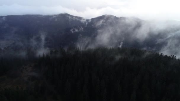 Mosca Aérea Sobre Las Nubes Paisaje Del Bosque Puesta Sol — Vídeos de Stock