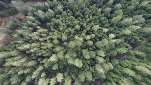 Voler Dessus Des Nuages Dans Paysage Forestier Coucher Soleil Avec — Video