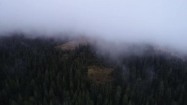 bulutlar ve yağmur ile orman manzara günbatımı üzerinde hava sinek