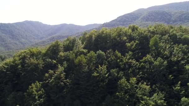 田舎曲線道路の日当たりの良い夏の日の緑の森や山を通過の航空写真 — ストック動画