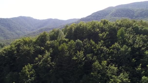 Flygfoto Över Landsbygden Kurviga Vägen Passerar Genom Gröna Skog Och — Stockvideo