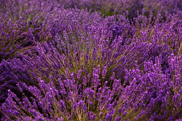 Uzavřete keře levandule fialových aromatických květů — Stock fotografie