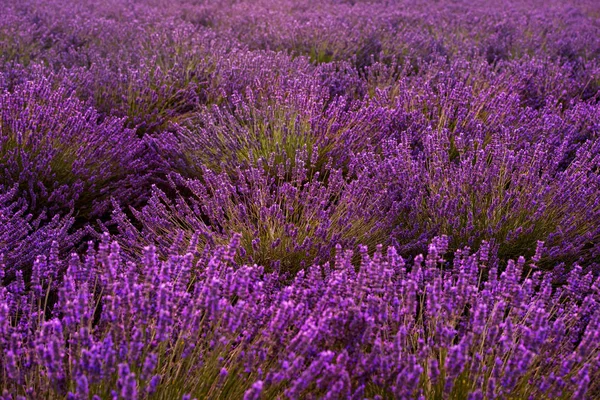 Närbild buskar av lavendel lila aromatiska blommor — Stockfoto