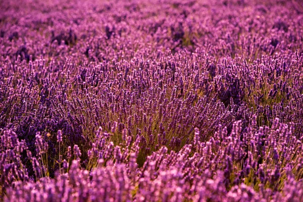 Primer plano Arbustos de lavanda flores aromáticas púrpuras — Foto de Stock