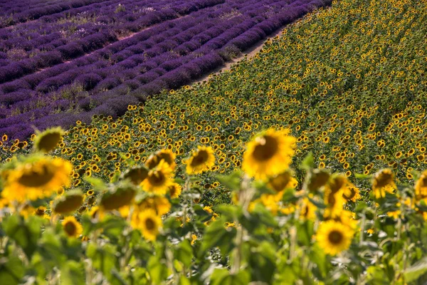 Lavender and sunflower field — Stock Photo, Image