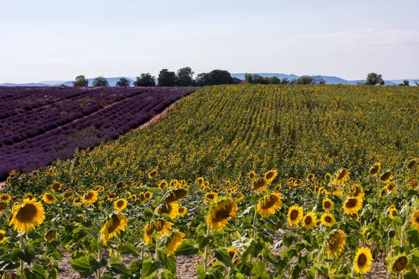 Lavender and sunflower field — Stock Photo, Image