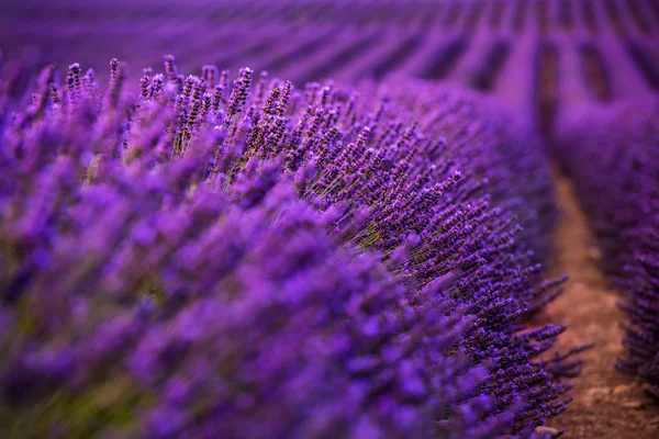 Close up Cespugli di fiori aromatici viola lavanda — Foto Stock