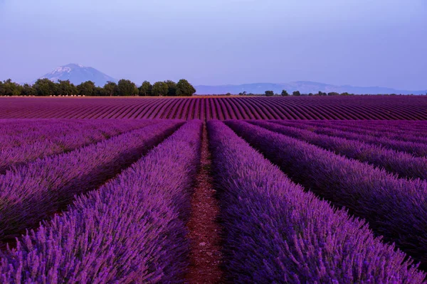 Lavender field france — Stock Photo, Image
