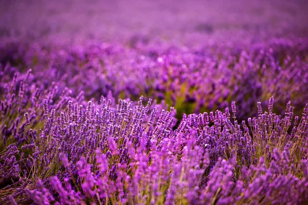 Sträucher mit lila aromatischen Lavendelblüten aus der Nähe — Stockfoto