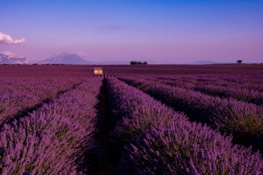 Lavanta alanında taş ev