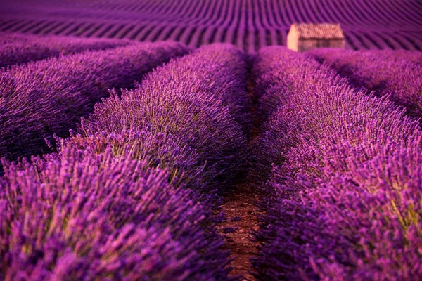 Stone House w: Lavender Field — Zdjęcie stockowe